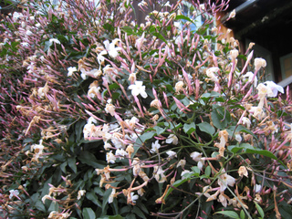 ou planter jasminum polyanthum
