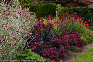 massif lychnis sedum