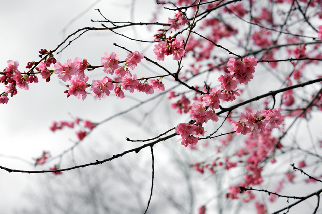cliquez pour voir la suite Prunus subhirtella 'Whitcomb'