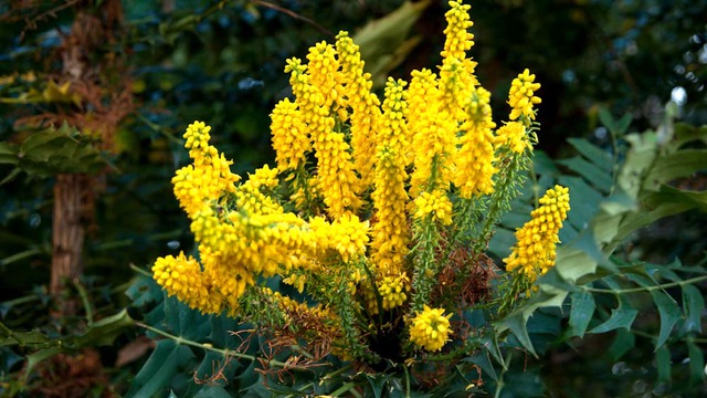 cliquez pour voir la suite Mahonia lomoriifolia