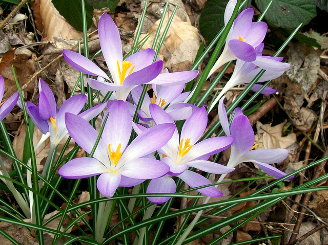 cliquez pour voir la suite Crocus tommasinianus