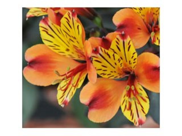 Alstroemeria Indian Summer
