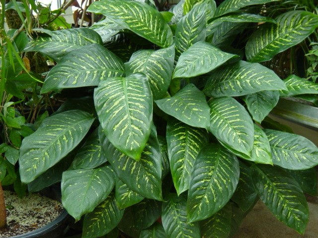 Dieffenbachia amoena