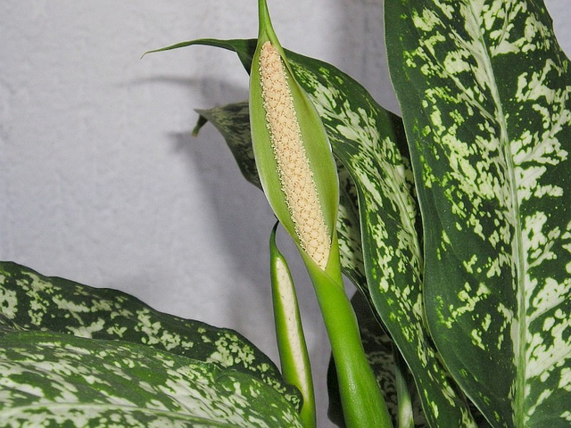 Dieffenbachia 'Compacta' - Inflorescence