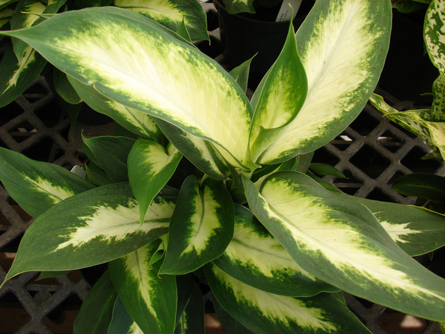 Dieffenbachia maculata