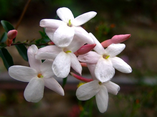 Jasmin blanc - Jasminum officinalis - grimpante pour terrain sec