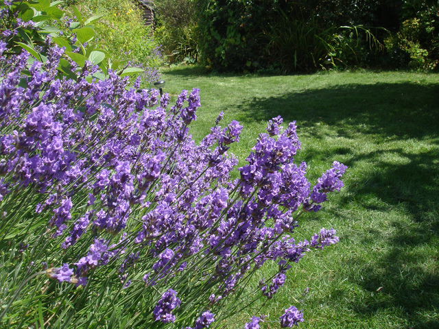 Lavande Française (Lavandula Stoechas) - Arbuste Persistant Parfumé - Pot De 3L - Fleurs Violettes - Idéal Jardin Ou Pot