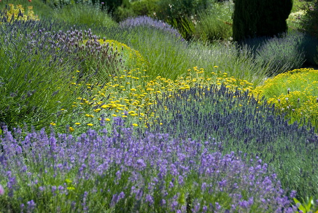 Quelques idées de fleurs qui sentent bon au jardin - France Bleu