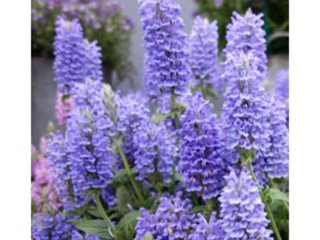 Nepeta Blue Moon