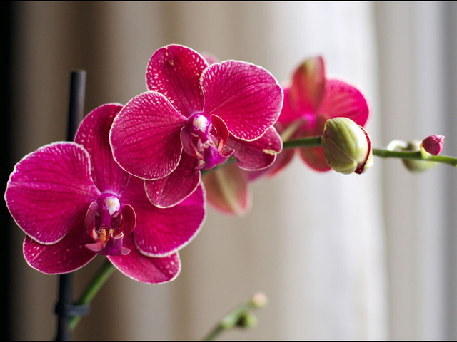 Plante D'intérieur D'orchidée Blanche En Fleurs Dans La Fenêtre