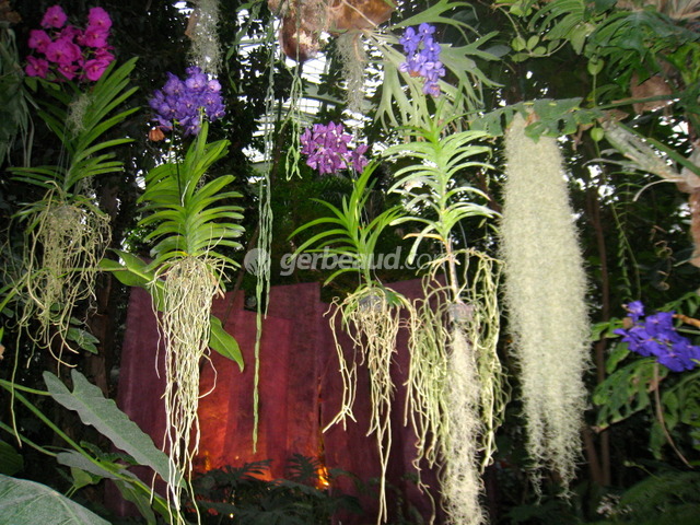 Orchidées (exposition 2013 Grandes serres du Jardin des Plantes)