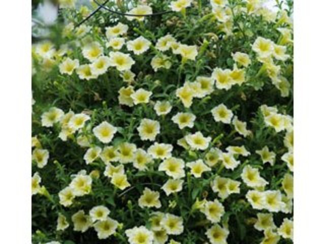 Surfinia Yellow Dream