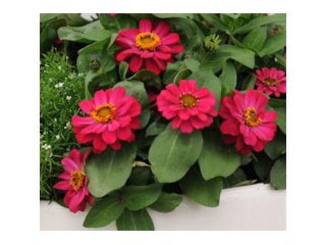 Zinnia Profusion Hot Cherry