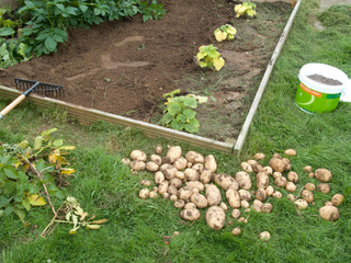 Récolte de pommes de terre précoces