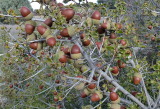 quercus coccifera