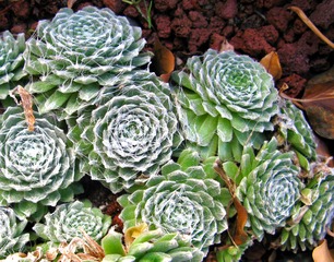 Joubarbe toile d'araignée