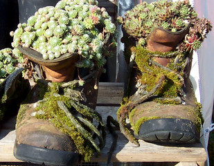 Joubarbes colonisant une vieille paire de chaussures