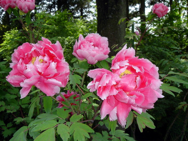 cliquez pour voir la suite Paeonia suffruticosa