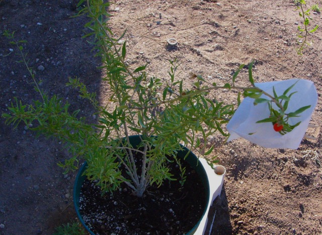 Comment planter et cultiver un arbuste de baies de goji ?