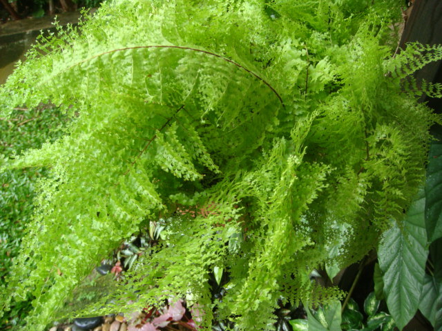 Fougère de Boston - Nephrolepsis exaltata