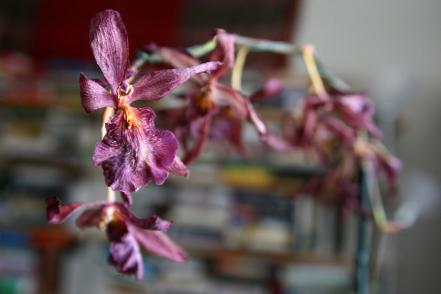 Faire refleurir une orchidée phalaenopsis