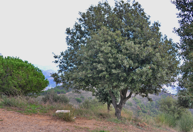 Chêne vert, l'arbre typique de la région méditerranéenne