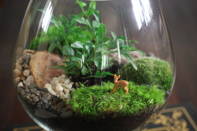 Plantes pour le terrarium –