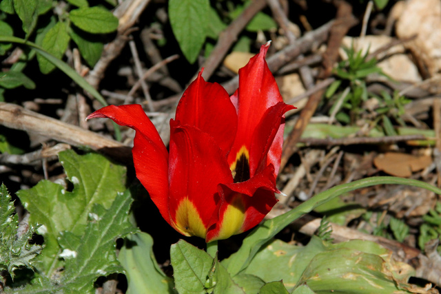 Tulipe botanique sauvage en France