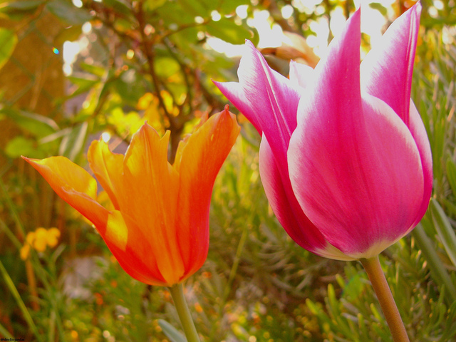 Tulipe : plantation avec tuto vidéo, conseils de culture