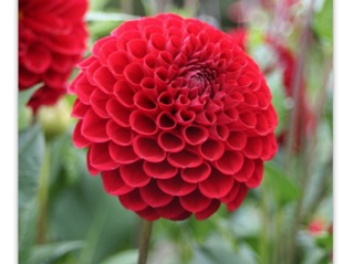 dahlia pompon cornel