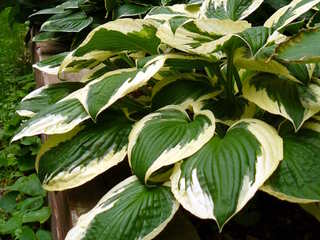 Hosta 'Patriot'
