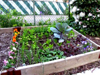 Petit potager en bois