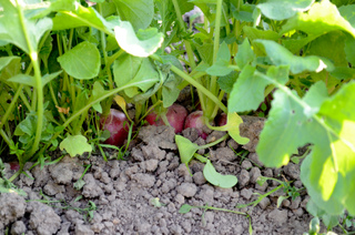 Radis roses au potager