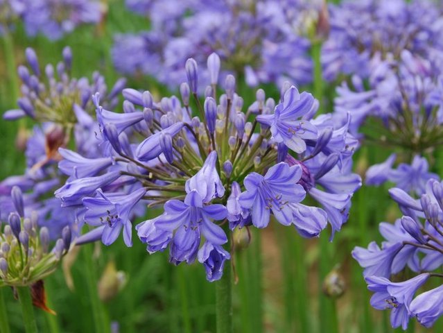 Agapanthe, des fleurs bleues à foison