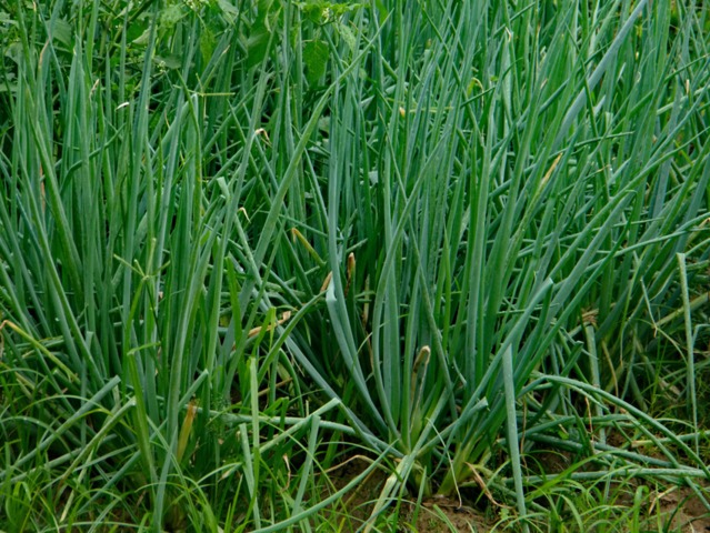 Allium fistulosum : ciboule ou cive