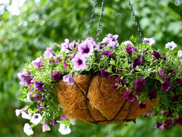 pots de fleurs de jardin 20,3 cm en métal avec suspension de pots de fleurs en noix de coco naturelle en forme de bol pour paniers suspendus Lot de 2 paniers de fleurs à suspendre 