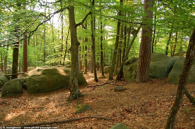 Forêt de Fontainbleau