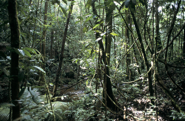 Forêt tropicale, Guyane - réserve naturelle des Nouragues