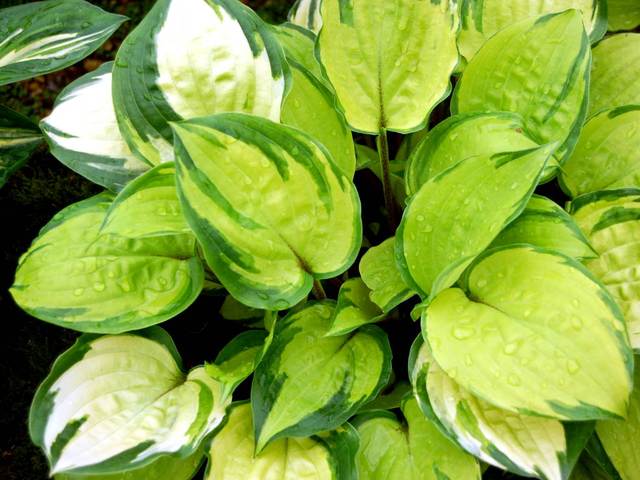 Hosta 'Paradise Island'