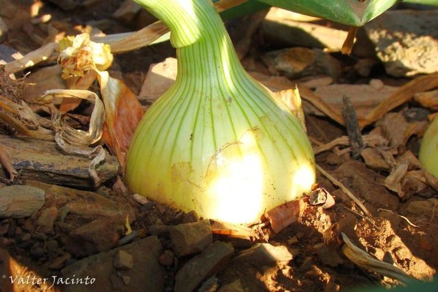 Oignon - Allium cepa