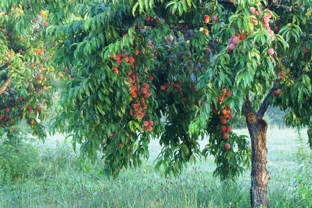 30 pièces Graines de cerisier Pleine chair Graines darbres fruitiers aigres-douces Pour la plantation en intérieur de jardin Cueillette de fruits frais naturels 