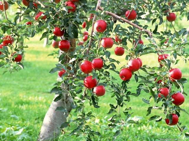 Arbres fruitiers faciles à cultiver pour les débutants - Promesse