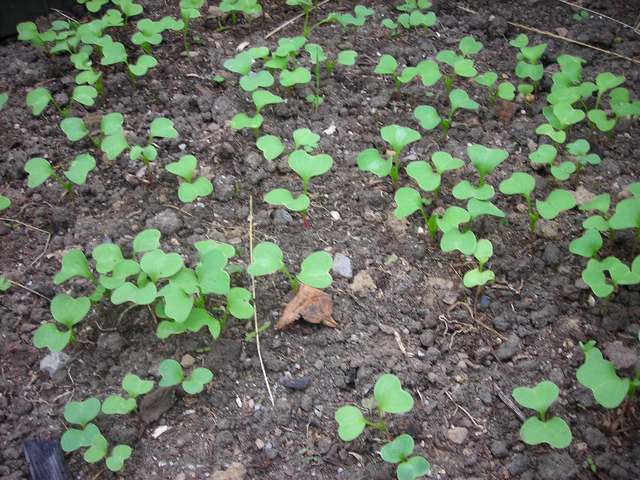 Tout savoir sur le radis noir - Jardinet - Équipez votre jardin au