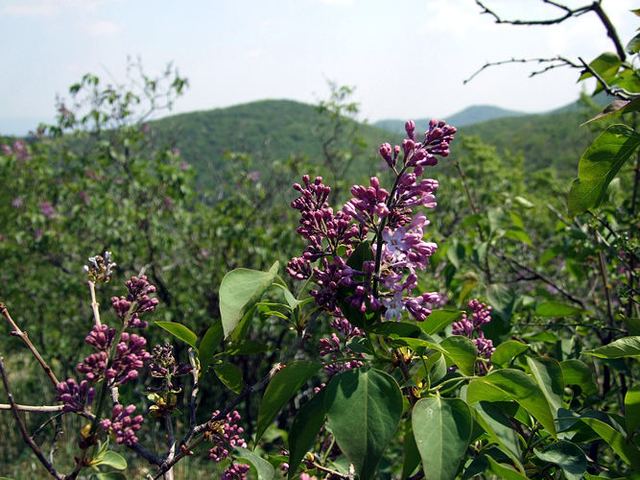 cliquez pour voir la suite Lilas commun dans la nature en Bulgarie