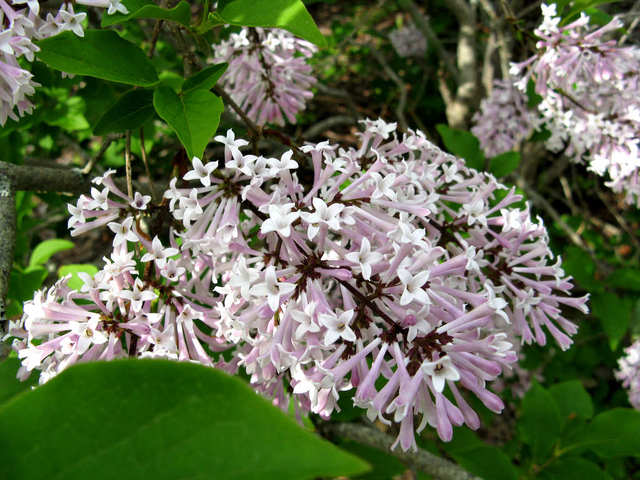 cliquez pour voir la suite Syringa pubescens subsp. patula 'Miss Kim'