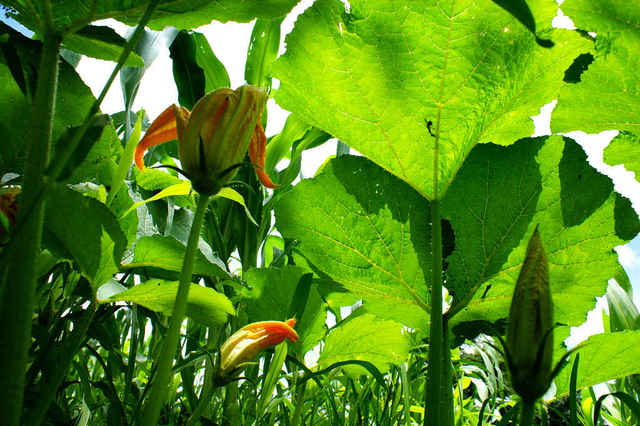 Les feuilles des courges gardent la fraîcheur et l'humidité du sol