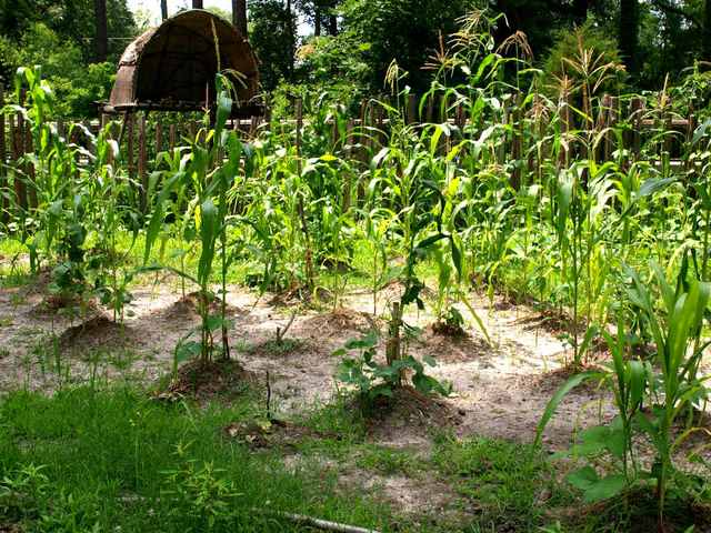 Plantes compagnes : maïs, haricots, courges