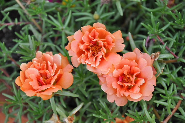 Portulaca grandiflora - Variété à fleurs doubles