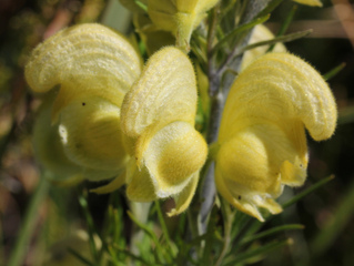Aconitum anthora
