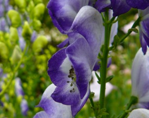 Aconitum x cammarum 'Bicolor'